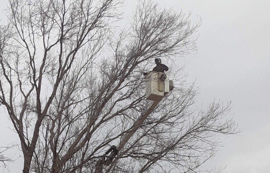 Tree removal service crew member removing branches
