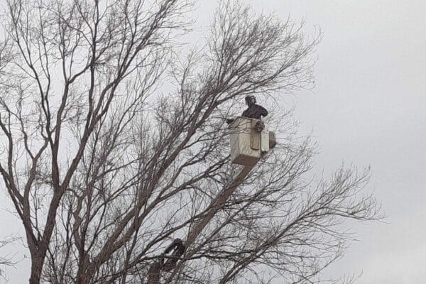 Tree removal service crew member removing branches