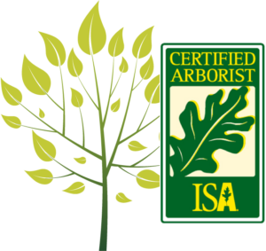 5 Things To Know About Tree Care