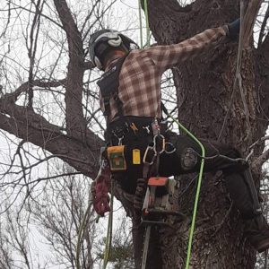 Zebrascapes tree crew member climbing tree