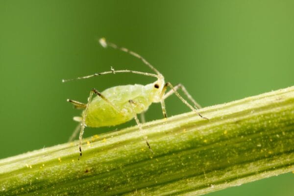 tree pests