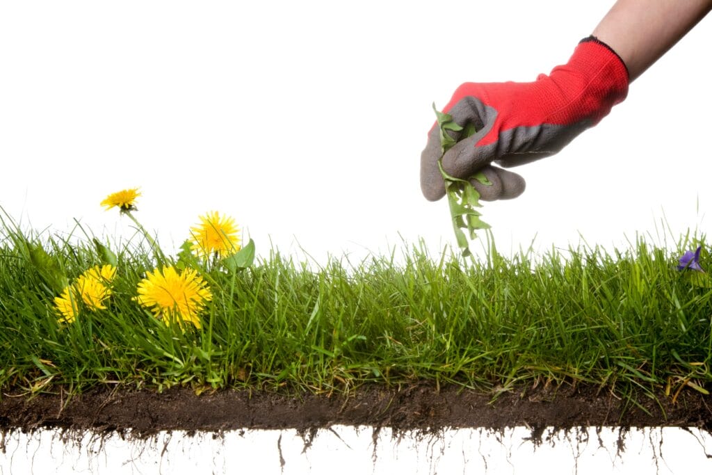 weed control