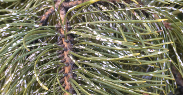 Understanding Pine Scale: Identification, Impact, and Management ...