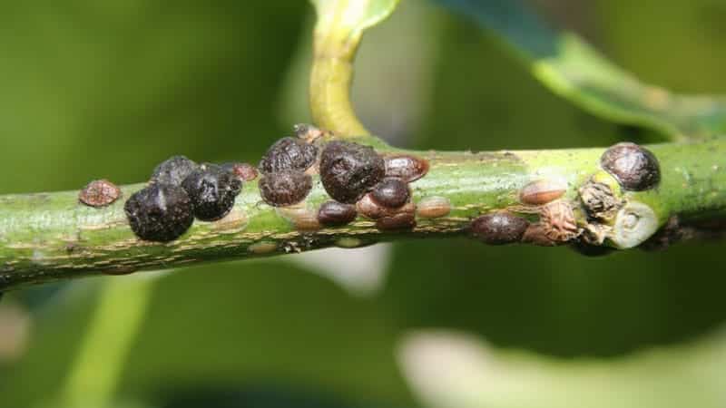 Kermes-Scale