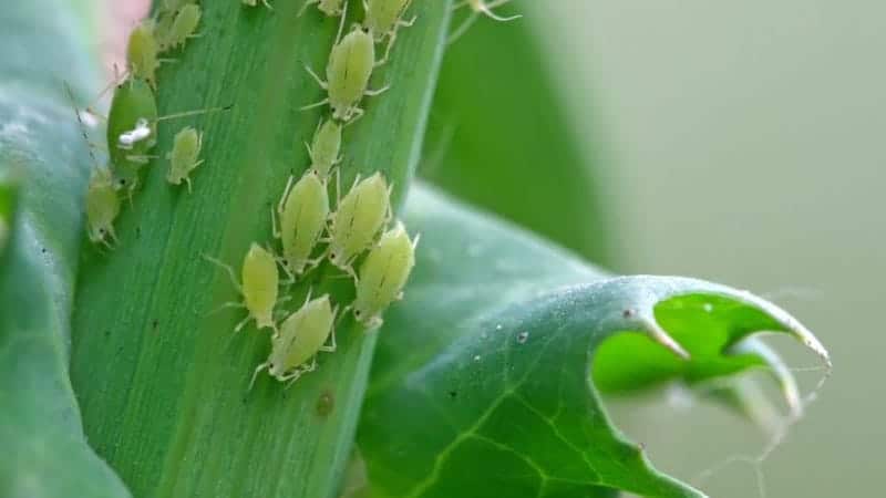 aphids