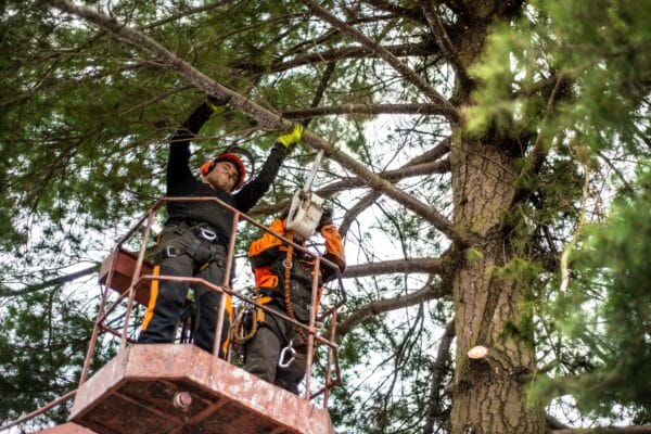 arborist-men-with-chainsaw-and-lifting-platform-cu-2021-08-27-16-19-39-utc-scaled