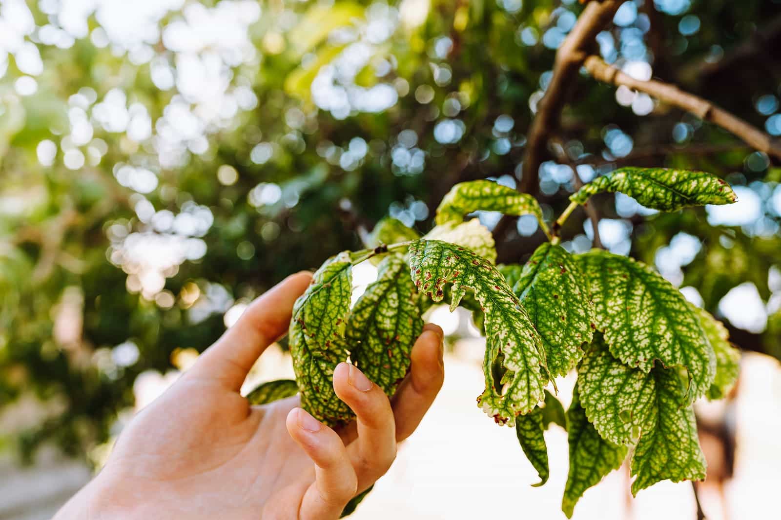 tree disease and pests