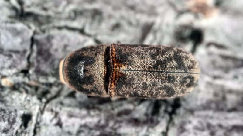 cypress-beetle