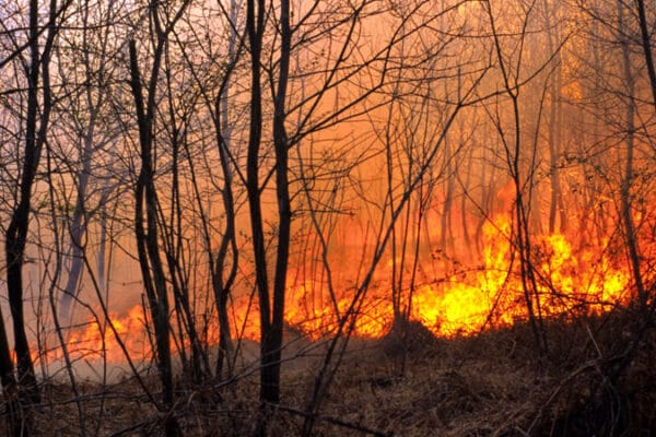 firewise-cleanup