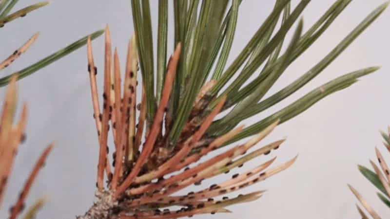 pinion-needle-scale