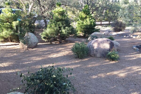 zebrascapes back yard