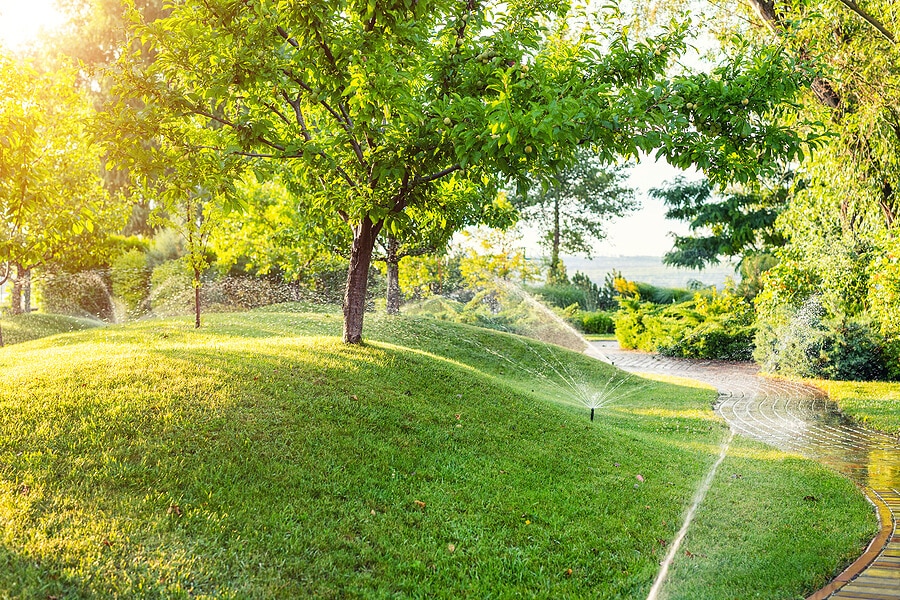 tree irrigation zebrascapes