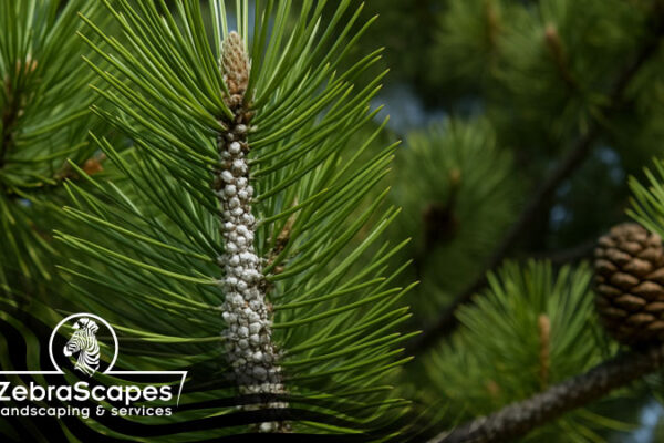 Your-Pines-Are-Under-Attack