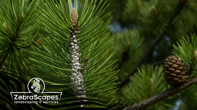 Your-Pines-Are-Under-Attack