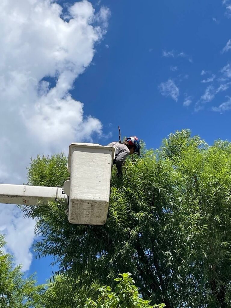 Tree Care Photo. Boom Truck. Tree Trimming. Tree Pruning Picture