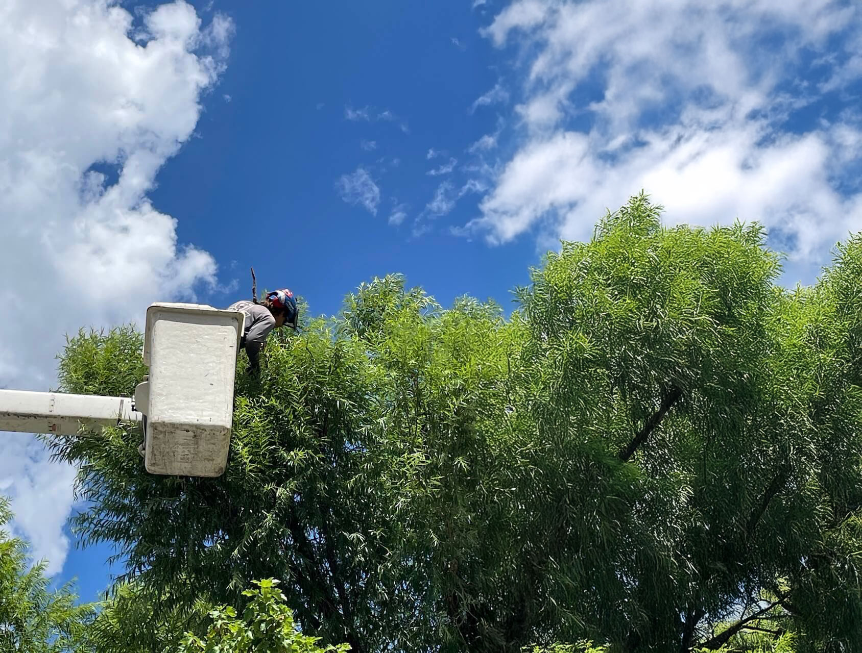 Tree Care Photo. Boom Truck. Tree Trimming. Tree Pruning Picture Wide