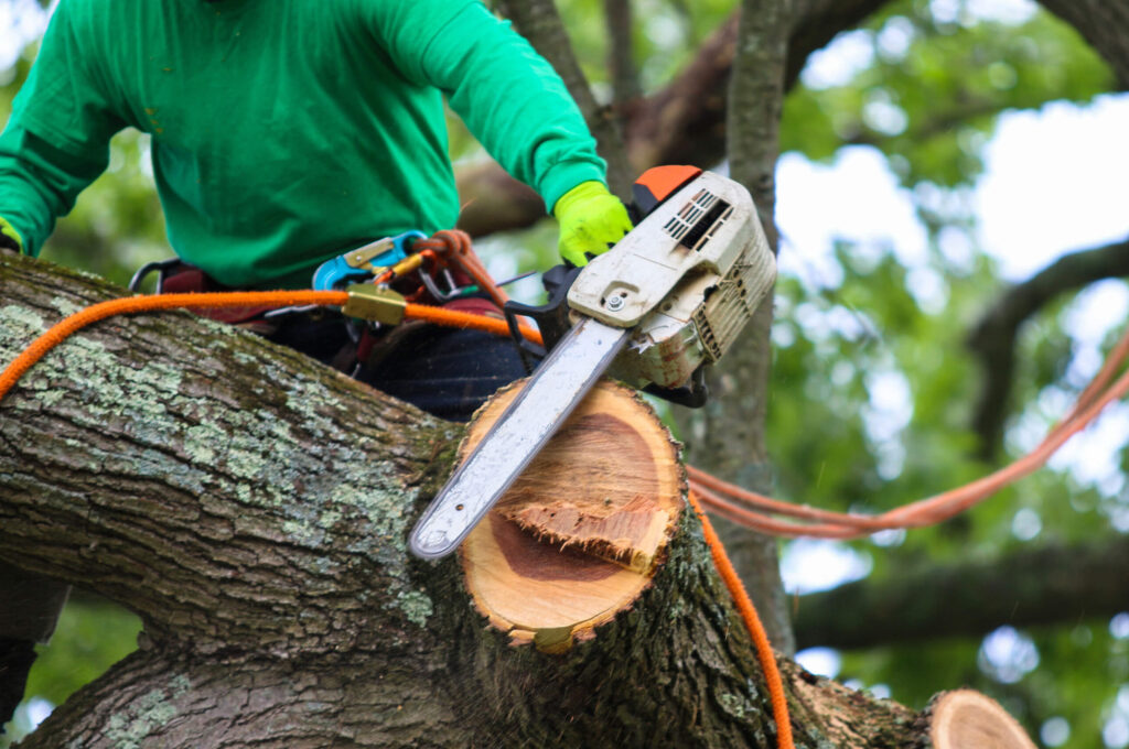 ZebraScapes-Close-Up-Of-A-Tree-Removal-Pro