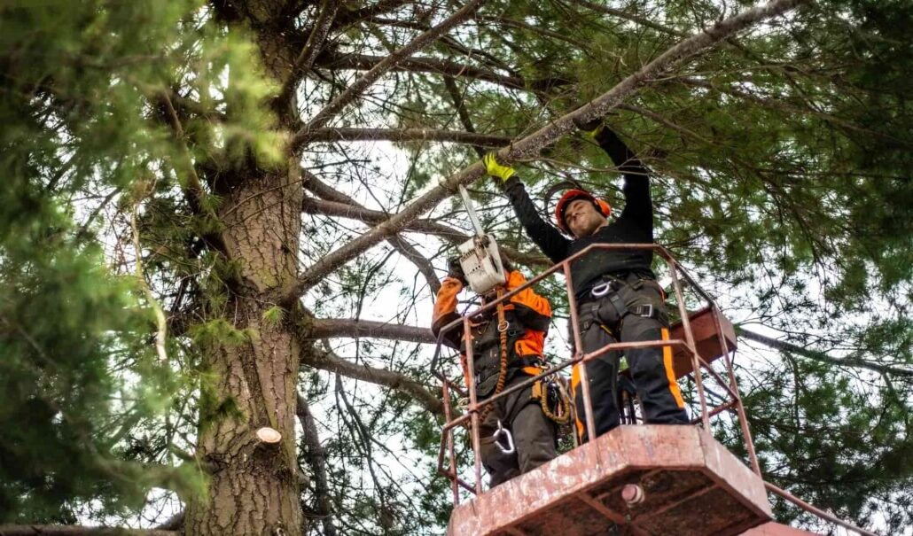 ZebraScapes Tree Care Hero
