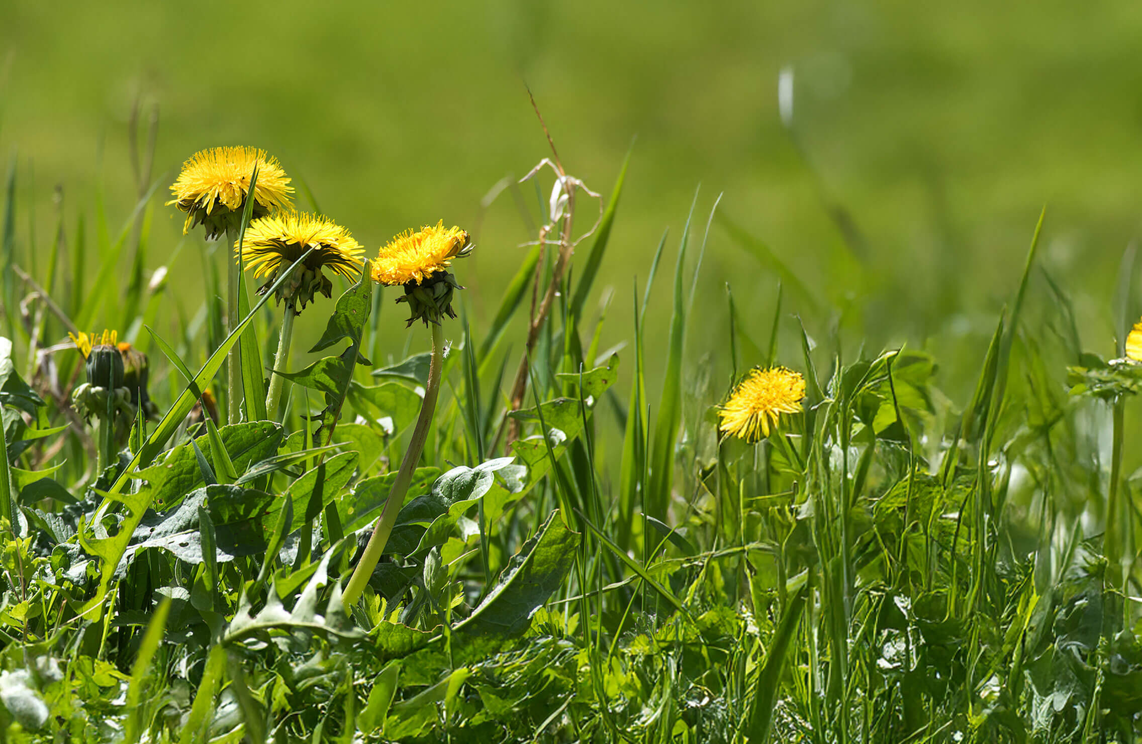 ZebraScapes-weed-control-hero