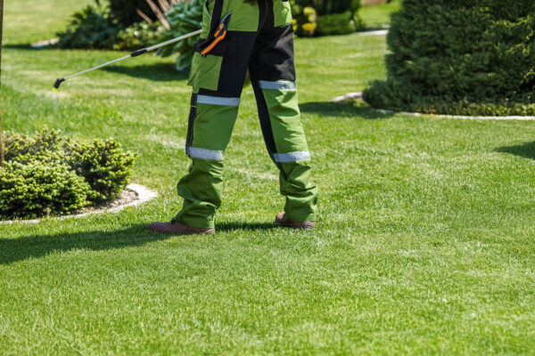 Landscaping professional applying pre-emergent weed control treatment Prescott