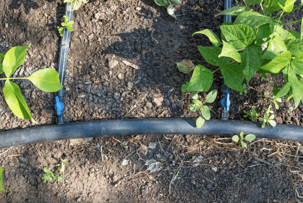 close up of a drip irrigation system in a garden