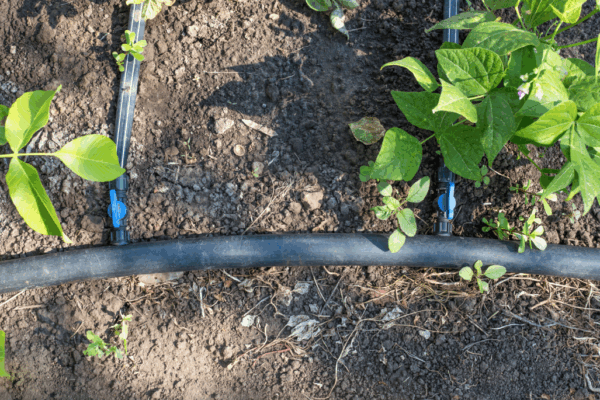 close up of a drip irrigation system in a garden