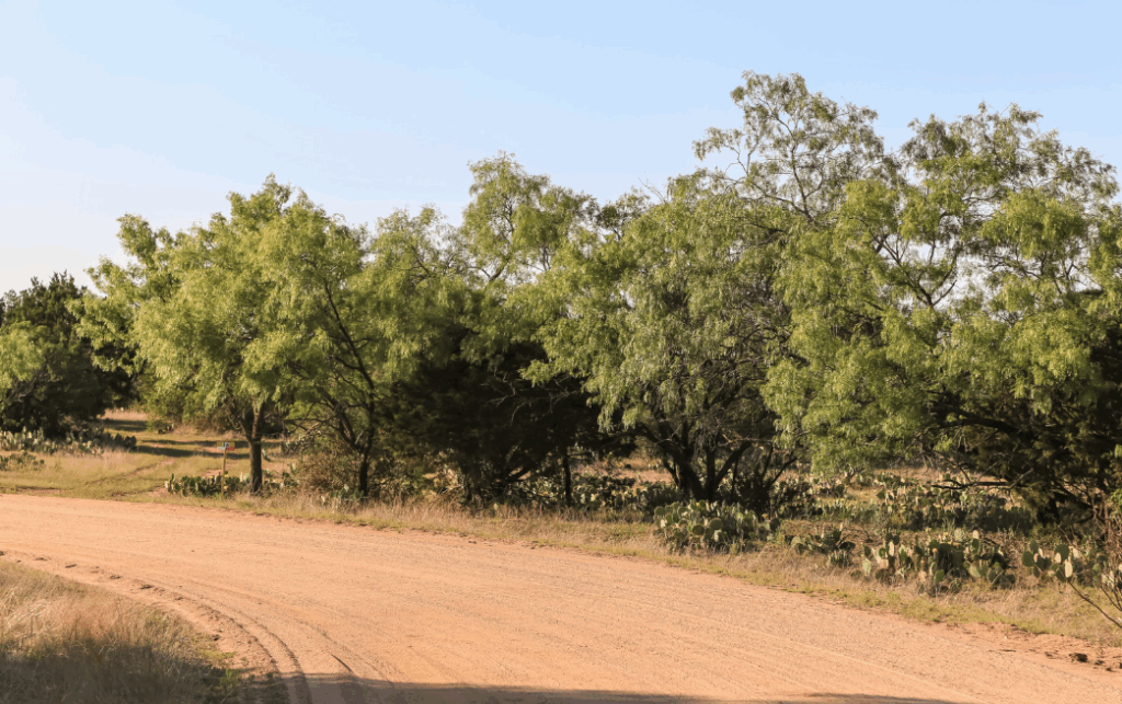 a line of mequeite trees on a ranch road