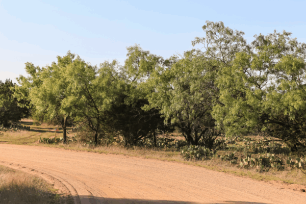 a line of mequeite trees on a ranch road