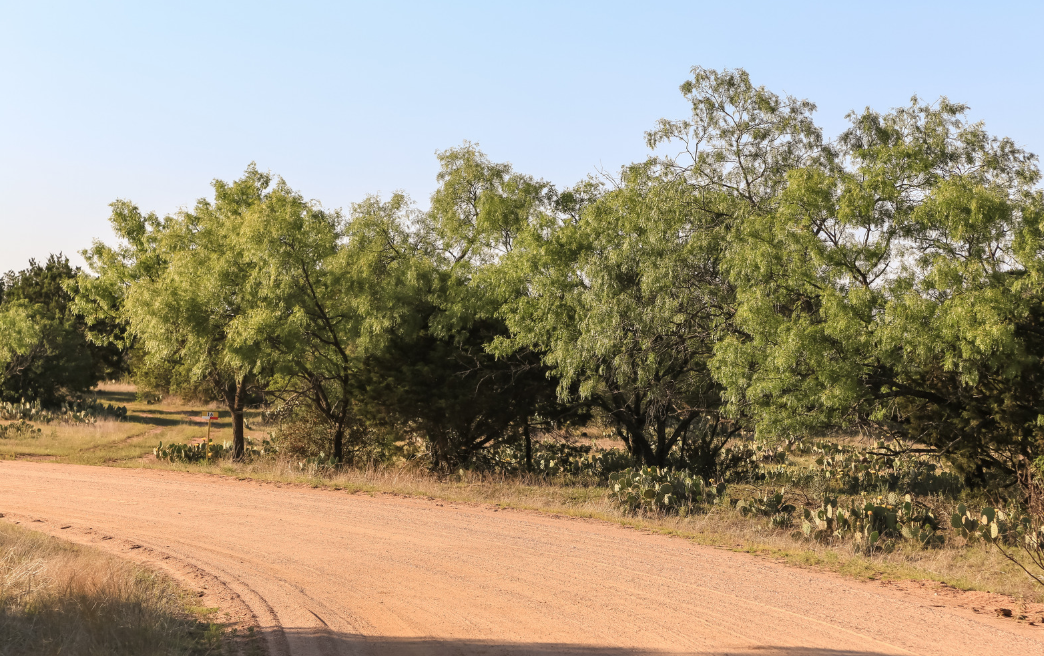a line of mequeite trees on a ranch road