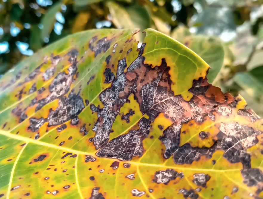 a yellowing leaf with black spots from a diseased tree