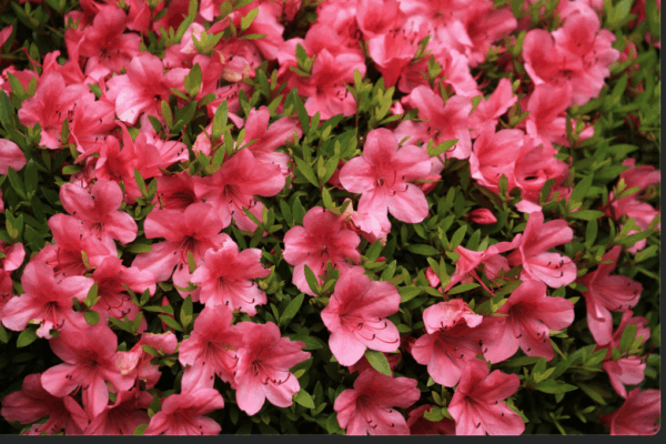 pink, fall-blooming azalea plants