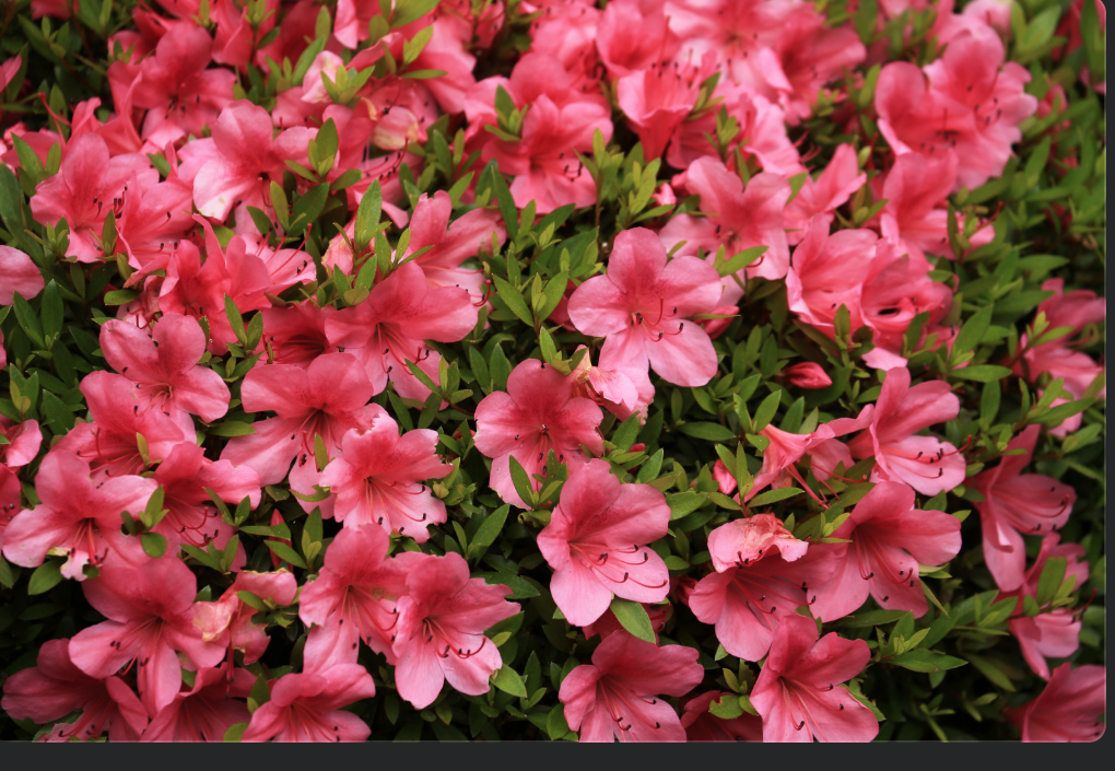 pink, fall-blooming azalea plants
