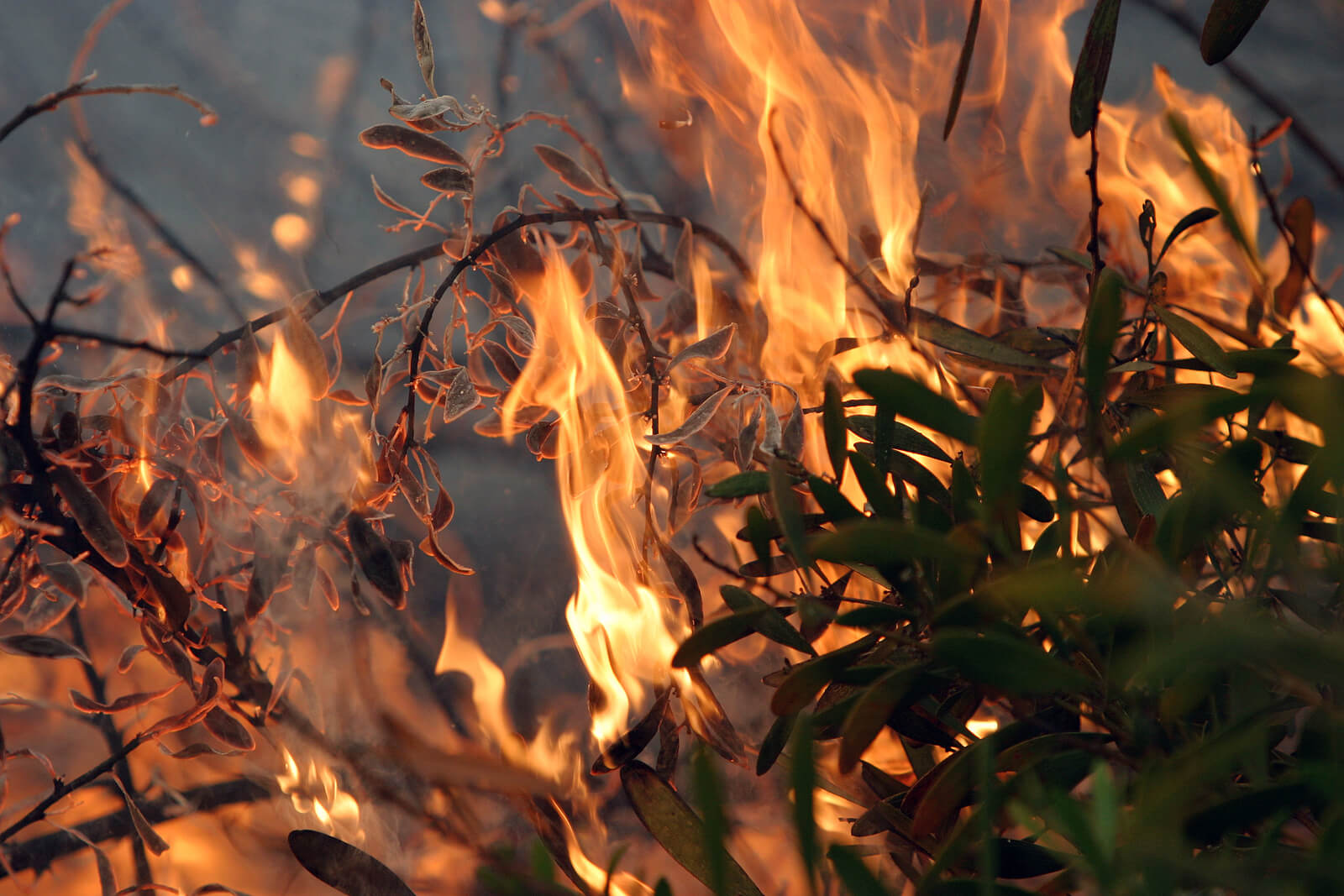 zebrascapes fire restoration hero