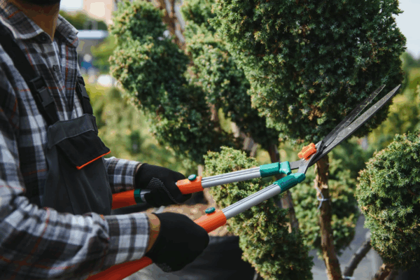 A gardener trimming an evergreen tree