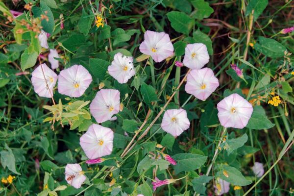 field bind weed, a native weed to northern AZ