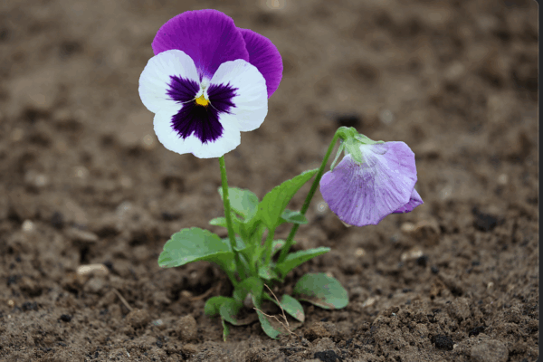 Purple and white pansies are growing in a flowerbed