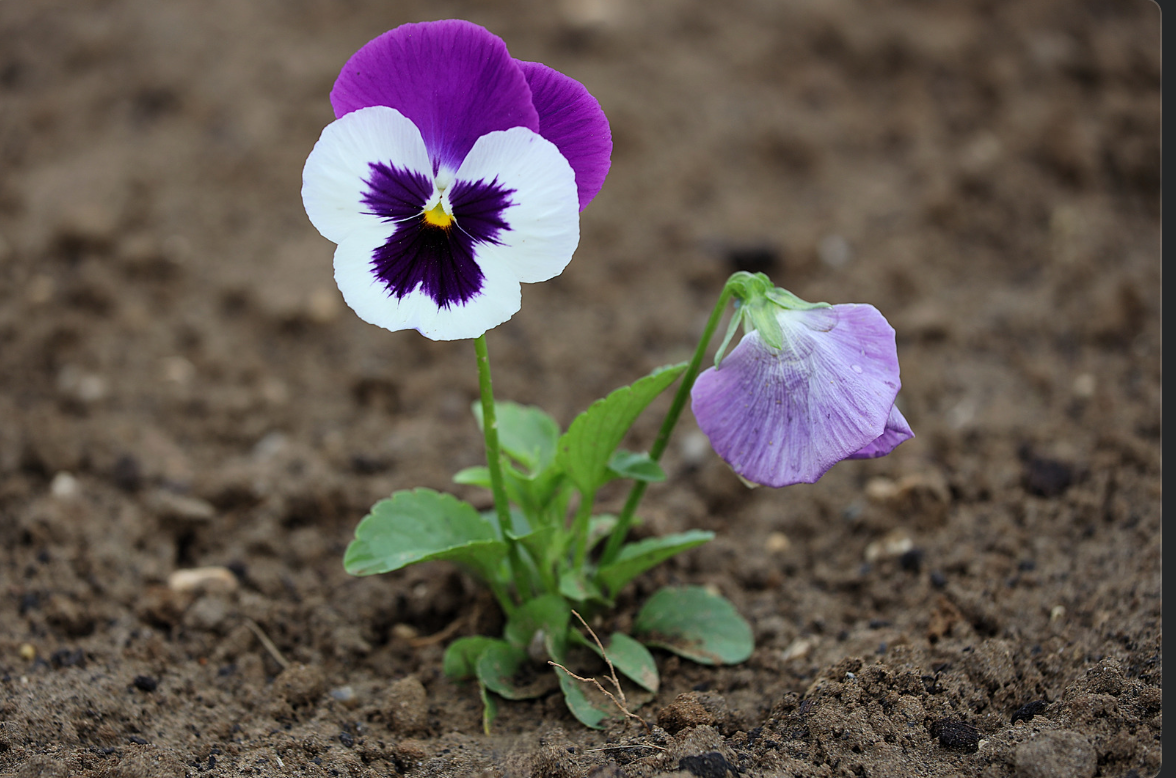 Purple and white pansies are growing in a flowerbed