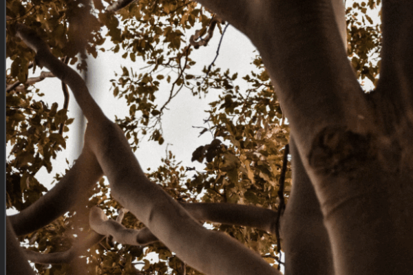 This photo shows how light penetrates to various parts of the tree based on how thick the leaves are