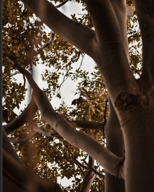 This photo shows how light penetrates to various parts of the tree based on how thick the leaves are