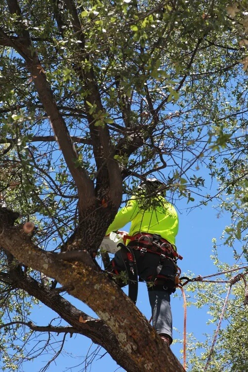 landscaping-services-tree-trimming-zebrascapes-chino-valley-az